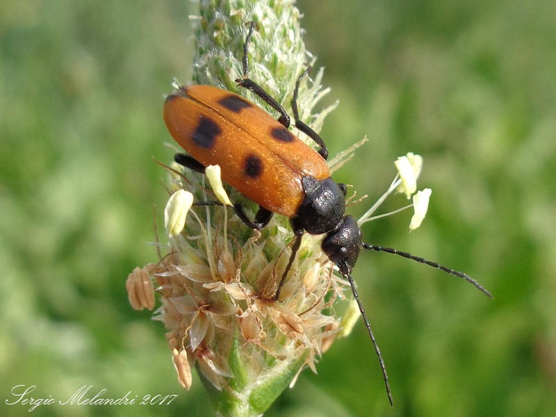 Meloidae - Euzonitis quadrimaculata